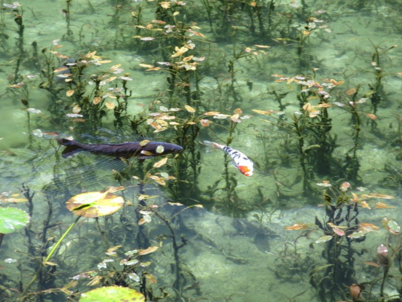 PowerShot S120で撮影したモネの池　鯉2匹